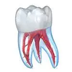 download dental 3d illustration for pc