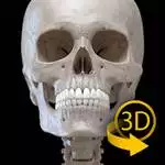 download skeleton 3d anatomy for pc