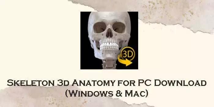 skeleton 3d anatomy for pc